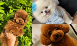 Toy Poodle Fiyatları ile Bakım ve Aşı Maliyetleri
