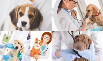 VETERİNER KLİNİK UYGULAMASI HAKKINDA MERAK EDİLENLER