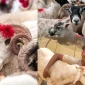 Kurbanlık Bağışı Nasıl Yapılır?