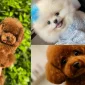Toy Poodle Fiyatları ile Bakım ve Aşı Maliyetleri